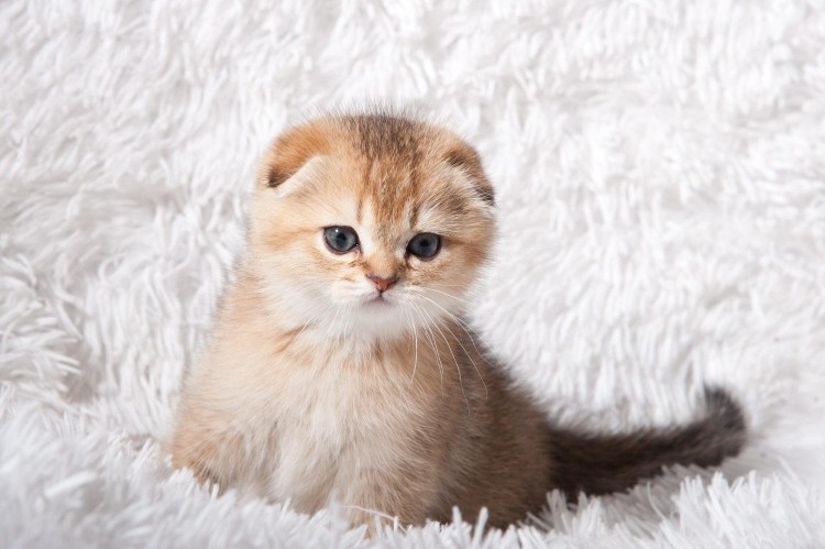 Золотая тикированная шиншилла ny25