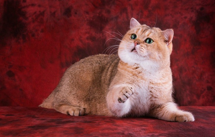 Черная Золотая тикированная шиншилла