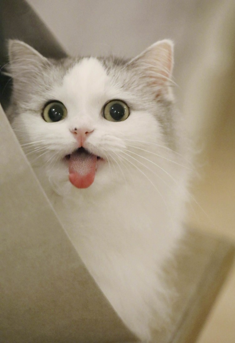 Кошка облизывается