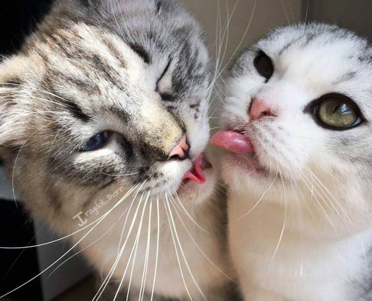 Смешной белый кот