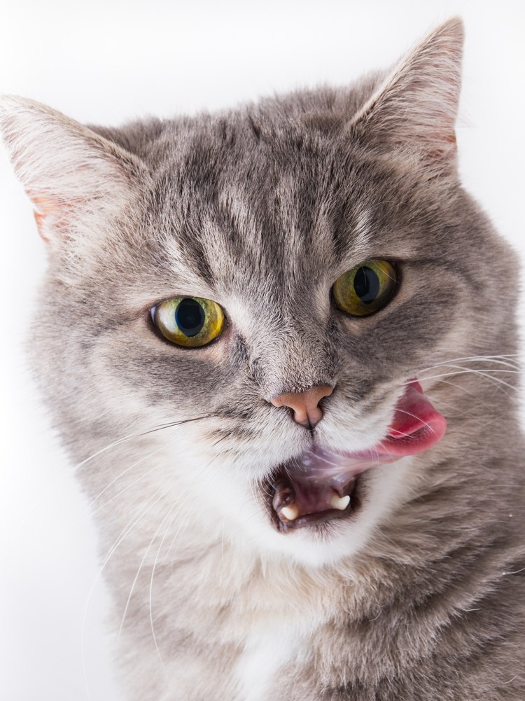 Кот дразнится