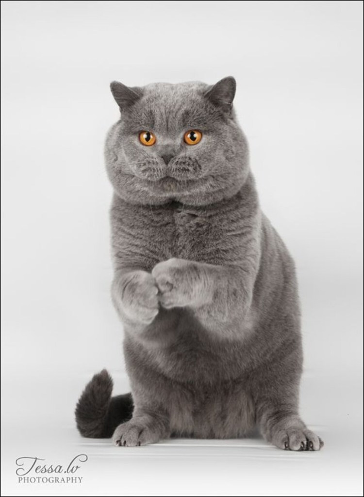 Шотландская вислоухая кошка голубая