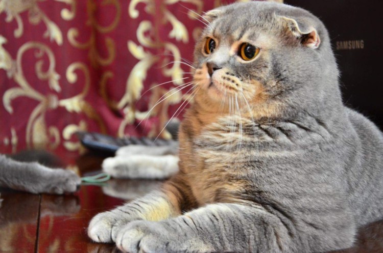 Толстый вислоухий кот