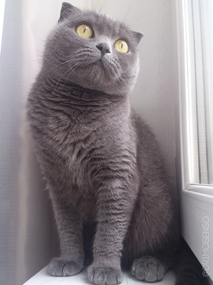 Скоттиш-фолд Шотландская