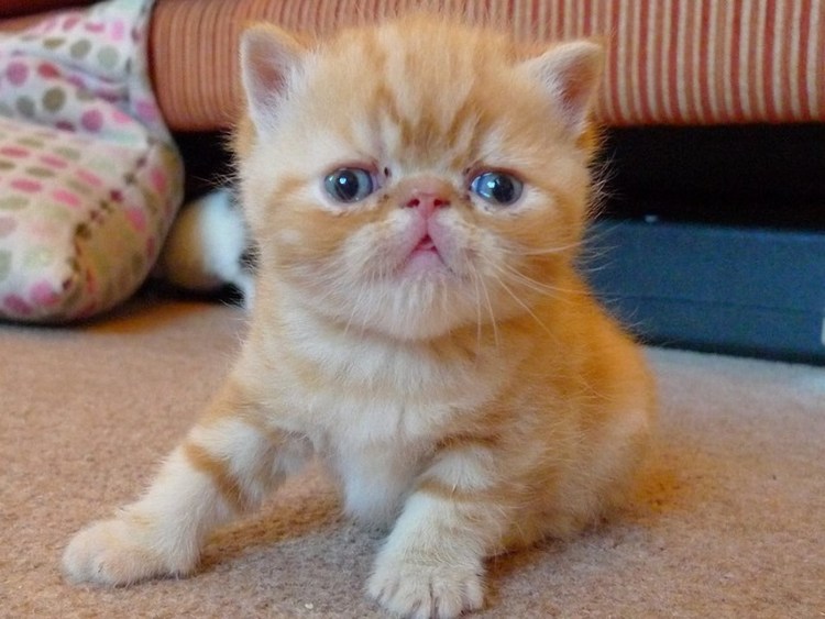 Кошки экзоты короткошерстные