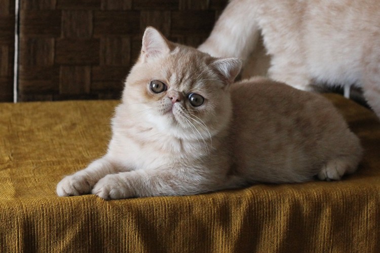 Экзот кошка