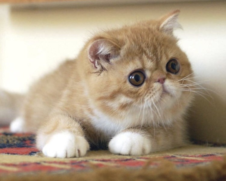 Экзот кошка рыжая
