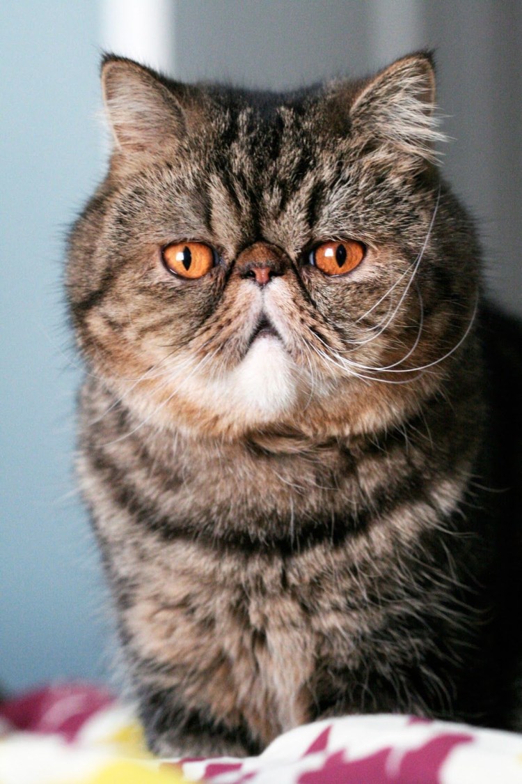 Гладкошерстный перс экзот