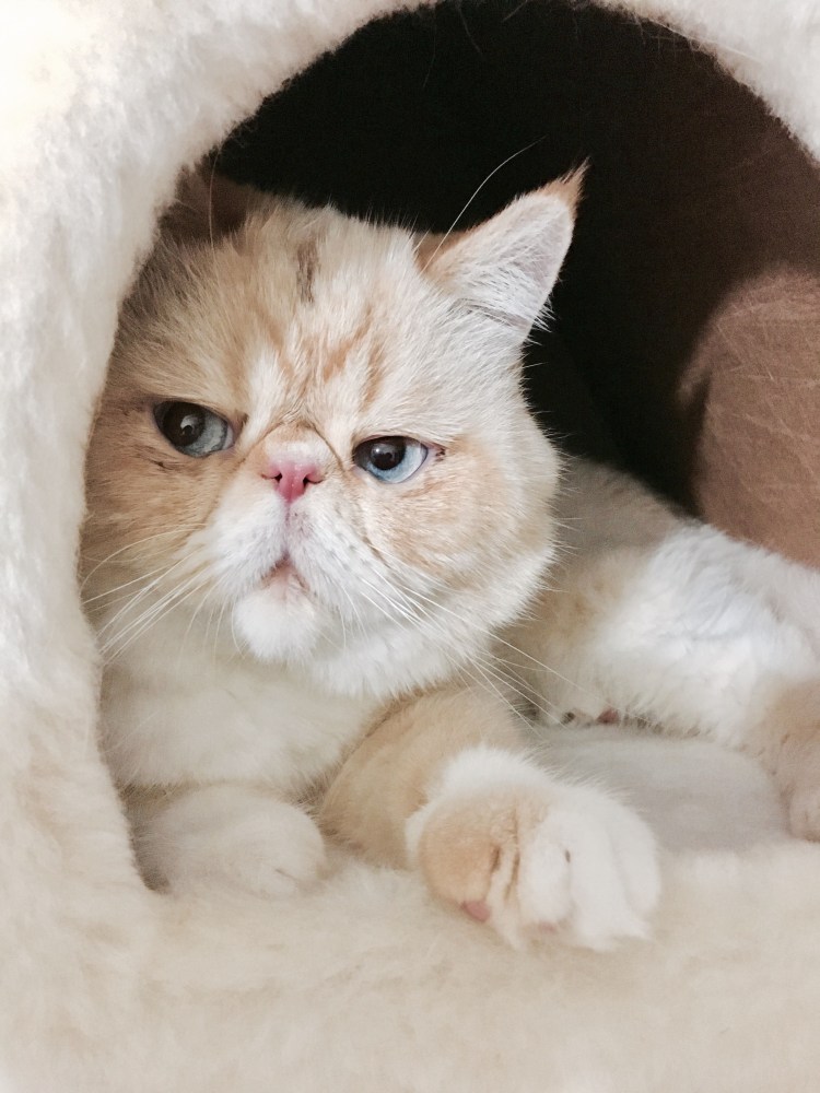 Экзот шотландец