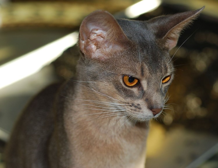 Абиссинская кошка голубая