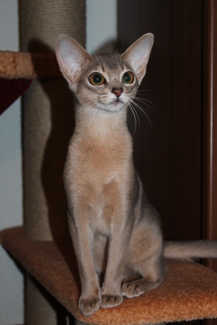 Абиссинская кошка голубого окраса
