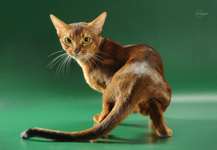 Абиссинская кошка Сильвер