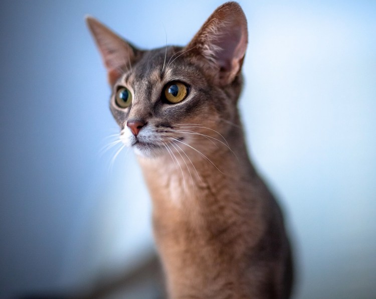 Абиссинская голубая