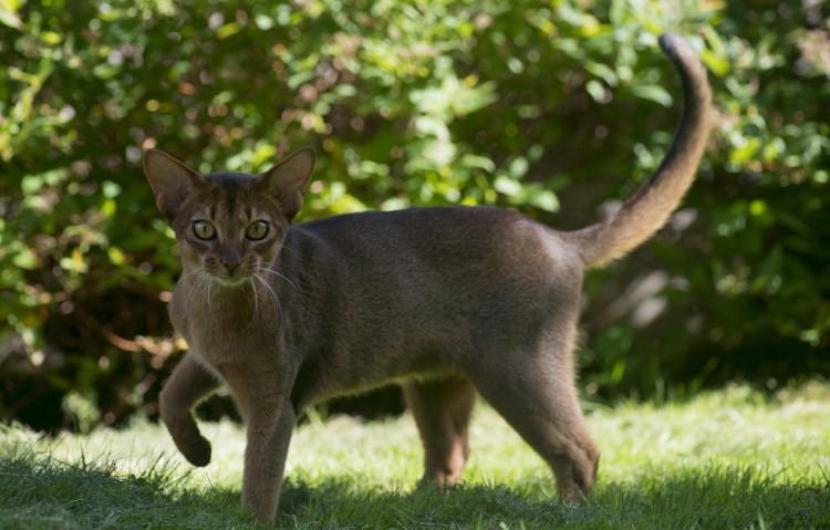 Фараонова кошка