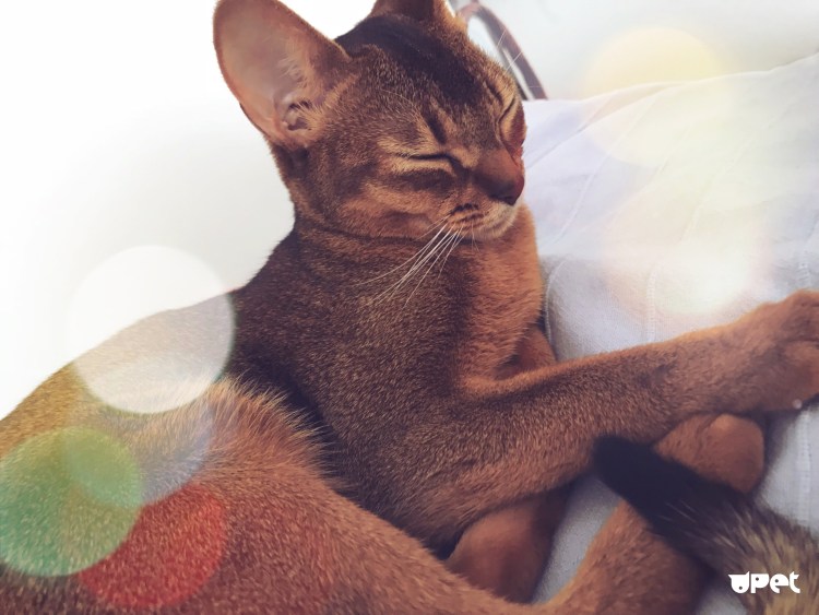 Египетская кошка Абиссинская