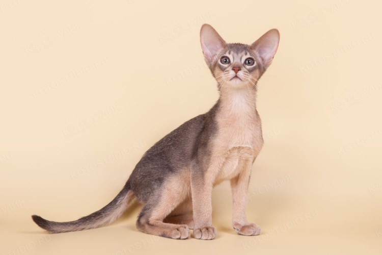 Абиссинской породы кошек голубые