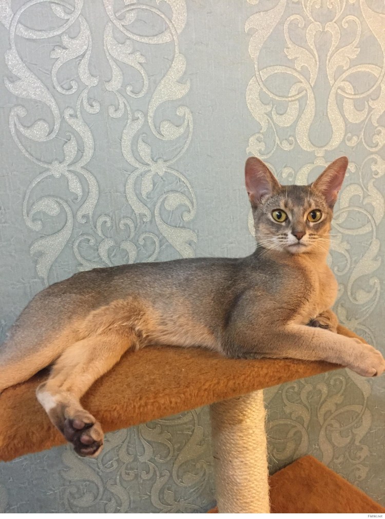 Абиссинец кошка голубой