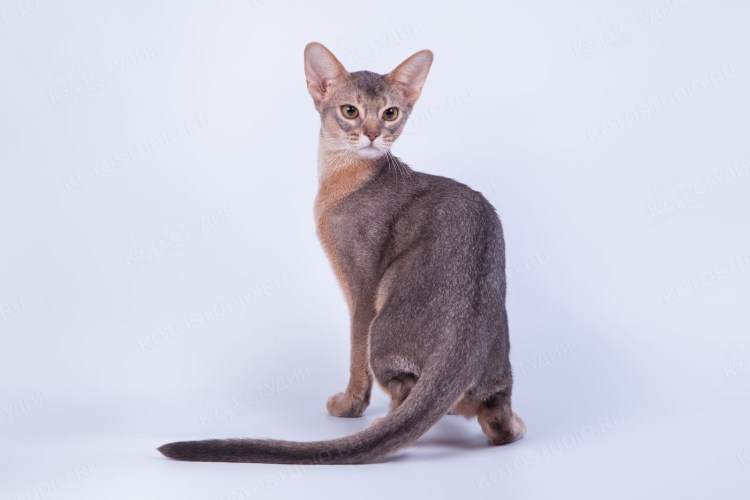 Абиссинская кошка голубая