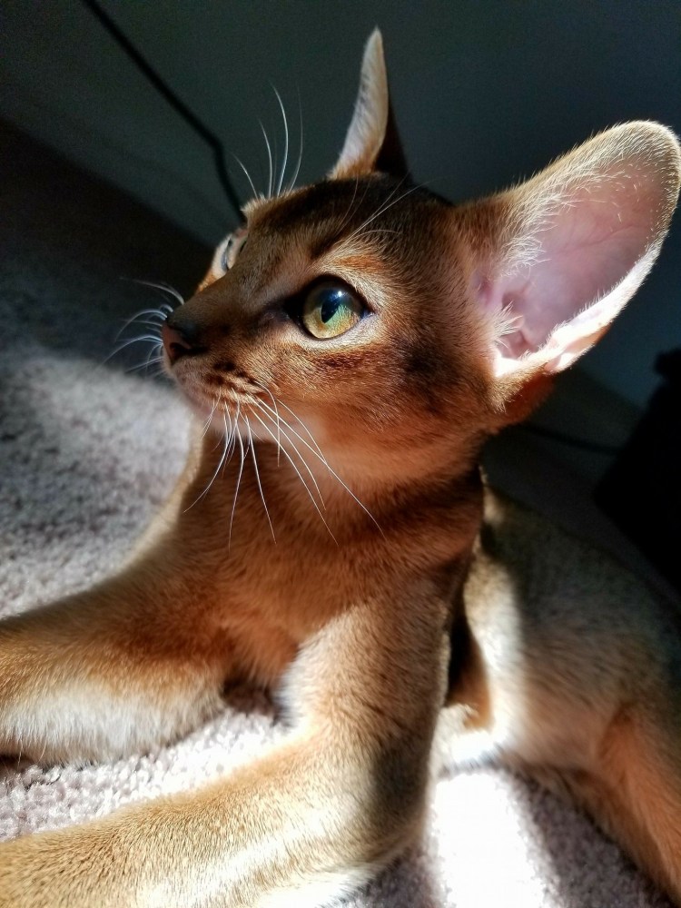 Эфиопская кошка абиссинец