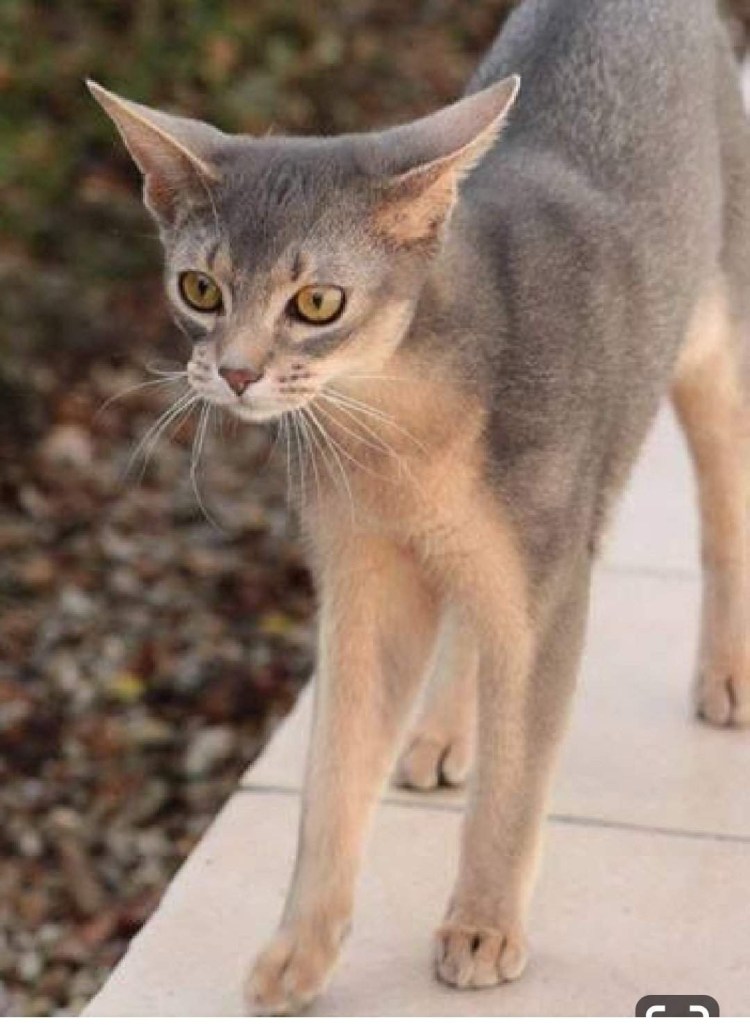 Египетская кошка Абиссинская