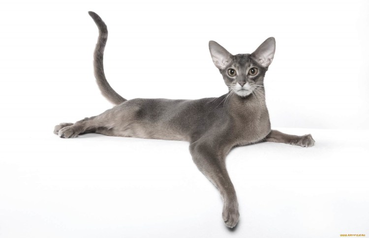 Абиссинская кошка голубая