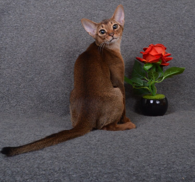 Абиссинская кошка Зула