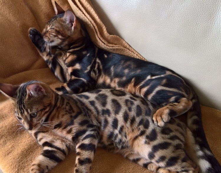 Бенгальская кошка мрамор