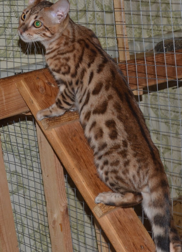 Бенгальская кошка окрасы