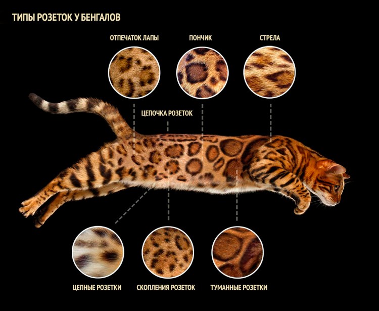 Бенгальская кошка разновидности окраса