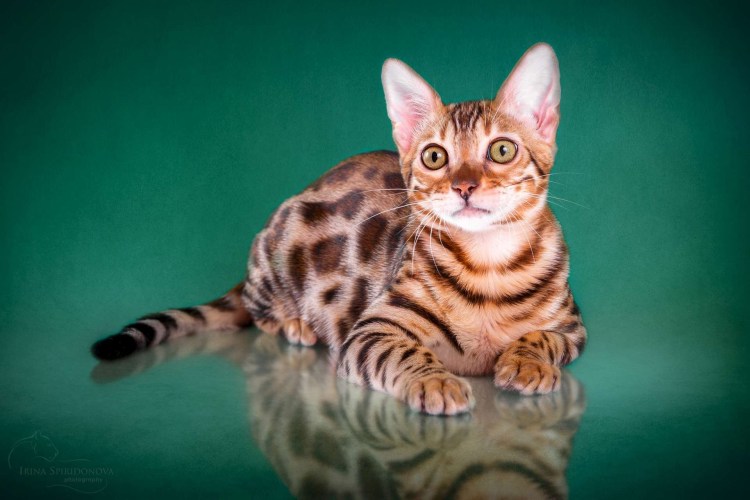 Мраморный бенгальский кот