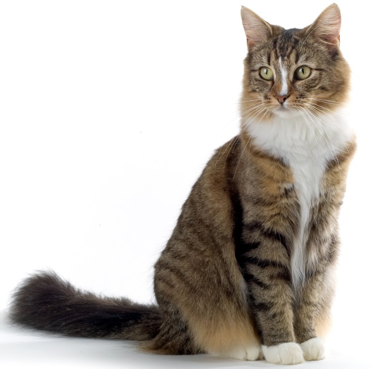 Кошка во весь рост