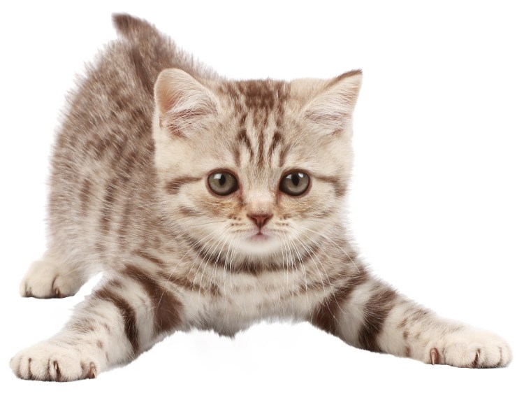 Котенок на белом фоне