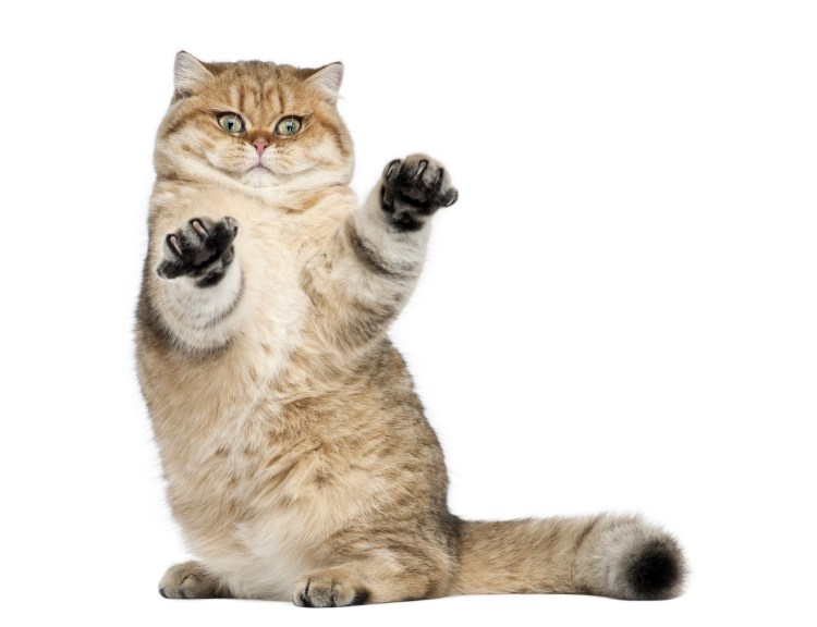 Я не могу у меня лапки