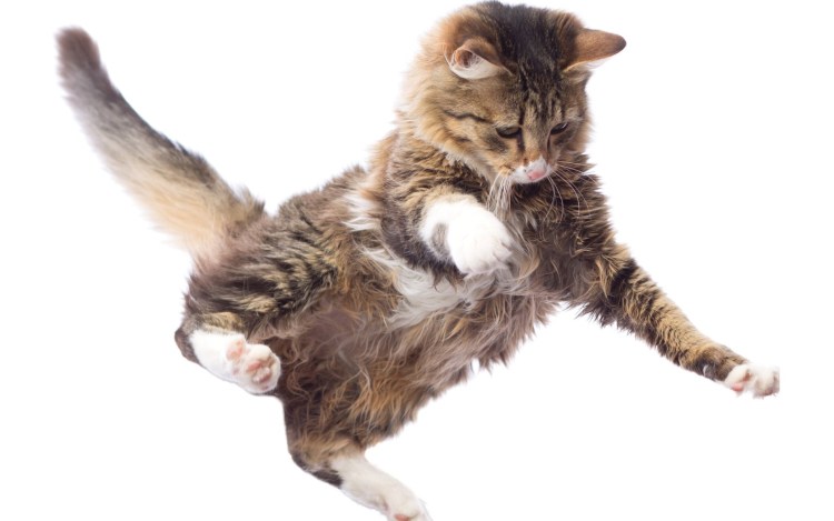 Кошка в прыжке