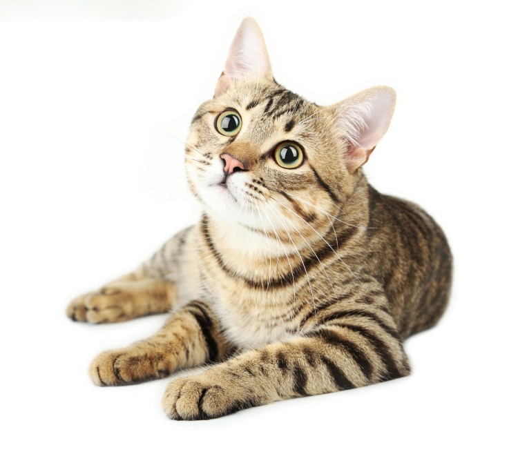 Коты на белом фоне