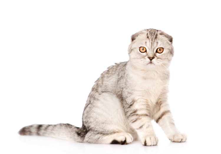 Шотландская вислоухая кошка