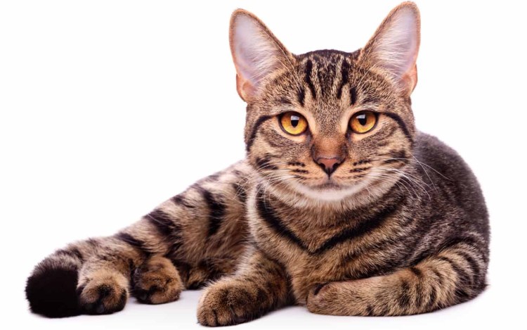 Коты на белом фоне