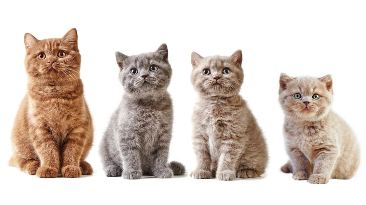 Кошка на белом фоне