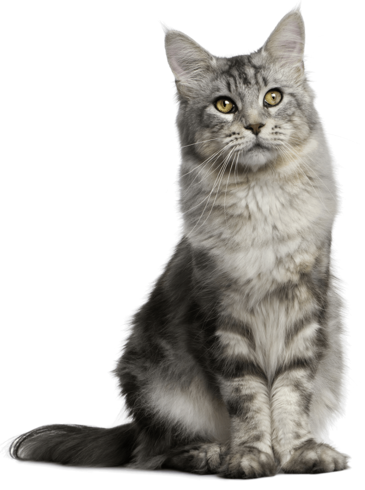 Кошка на белом фоне