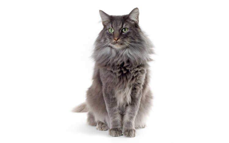 Кошка на белом фоне