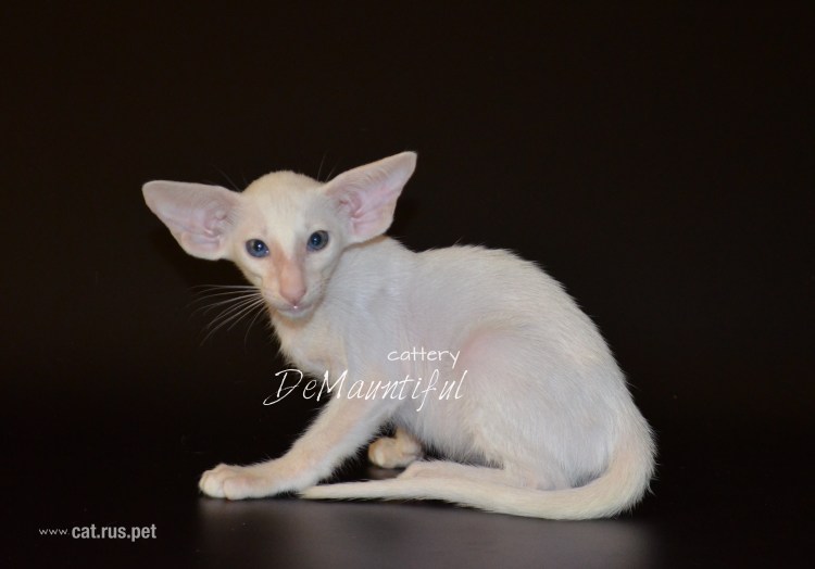 Сиамский экстремальный Ориентал