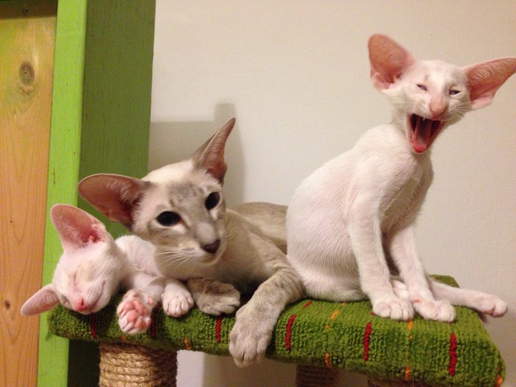 Кот Ориентал эбони