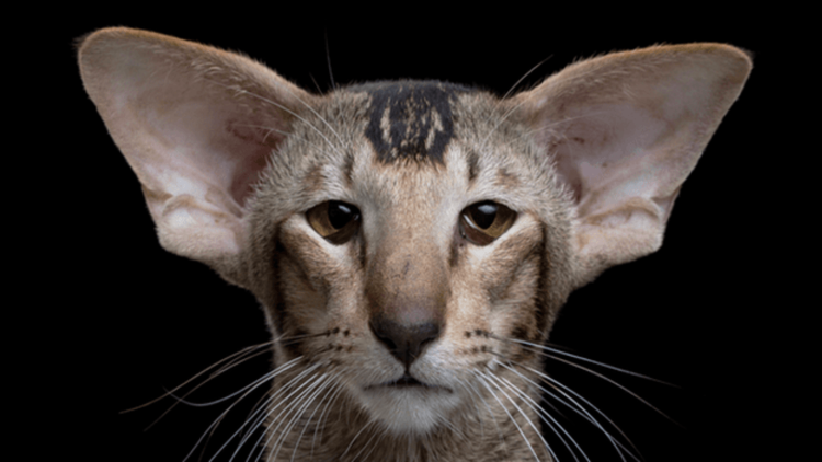 Белый Ориентал экстремального типа