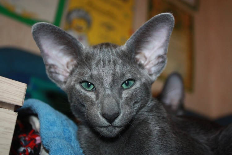 Кот породы Ориентал