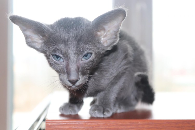 Ориентальная Гавана Браун