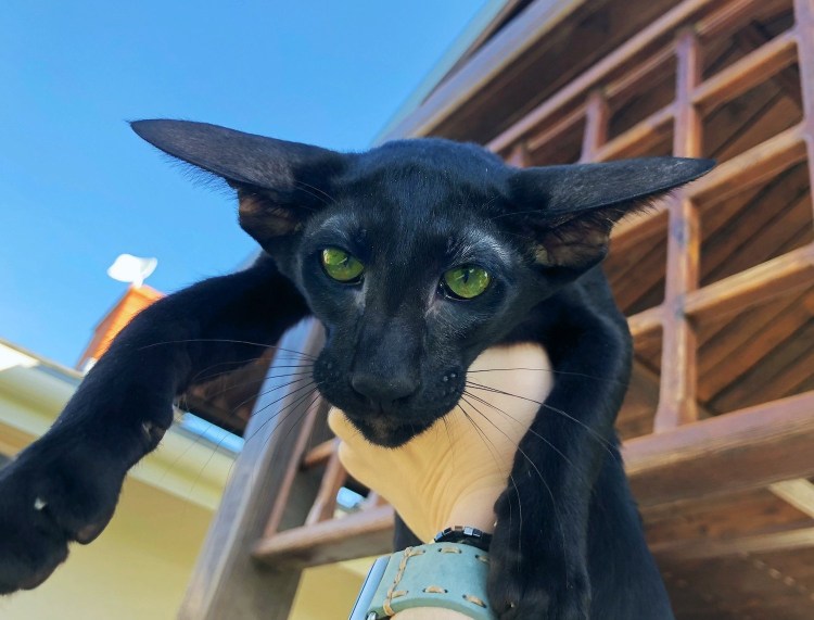 Сфинкс Петерболд черный