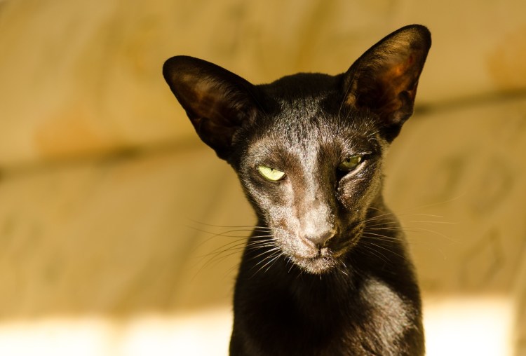 Ориентальная кошка рыжая