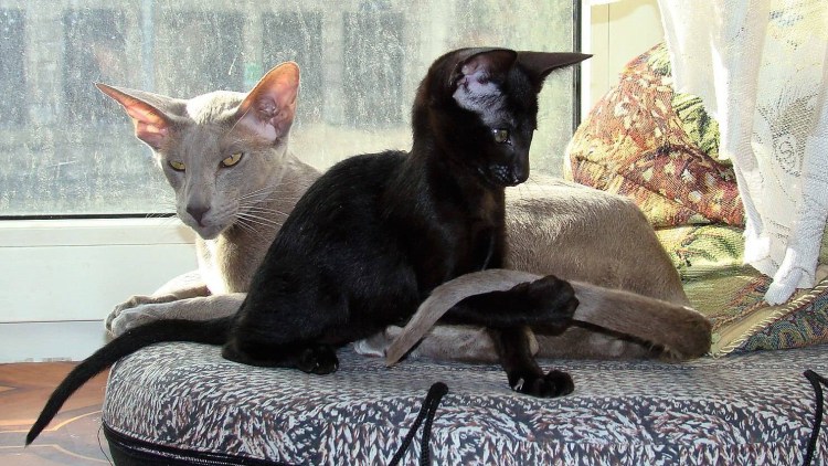 Ориентал эбони экстрим