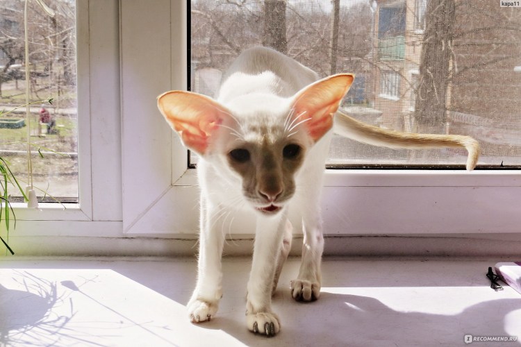 Ориентальная кошка