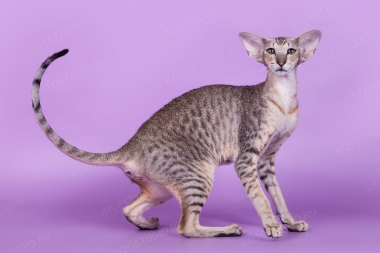 Кошка Ориентал